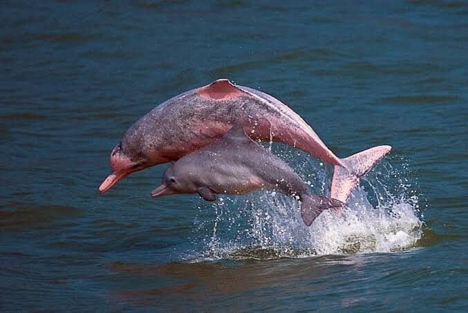 Pink Dolphin Initiation: Sea Ceremony Journey · Koh Phangan · Koh Phangan