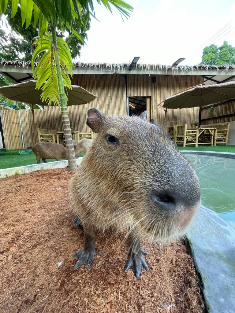 Capybara beside the pond at Capybara Coffee Phangan