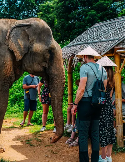 Rescued elephants and visitors at Phangan Elephant Sanctuary