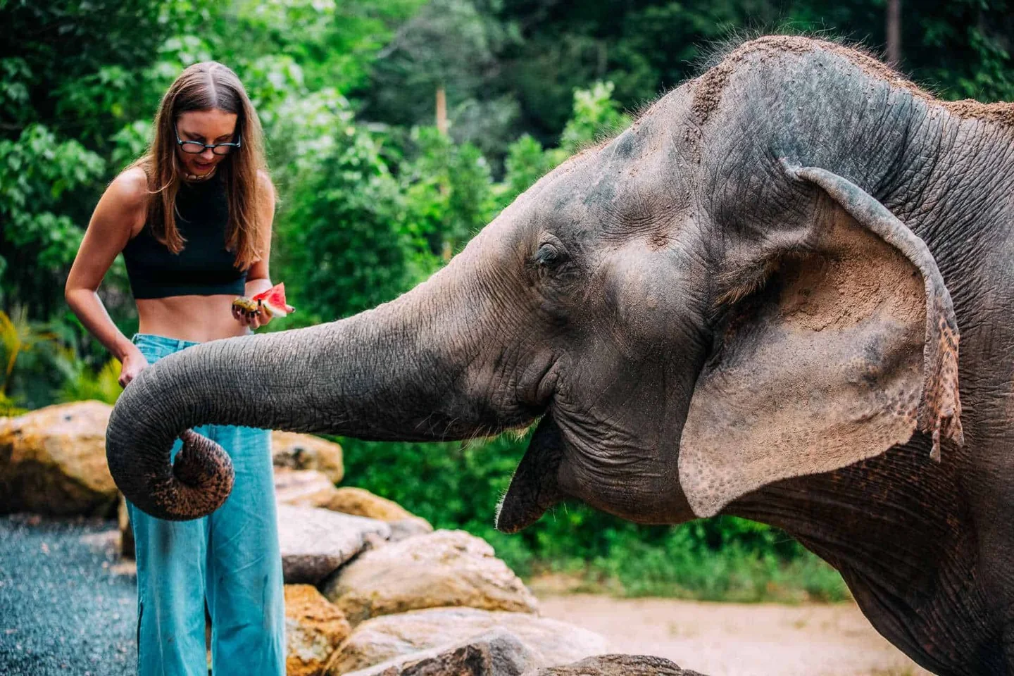 Fruit feeding at Phangan Elephant Sanctuary